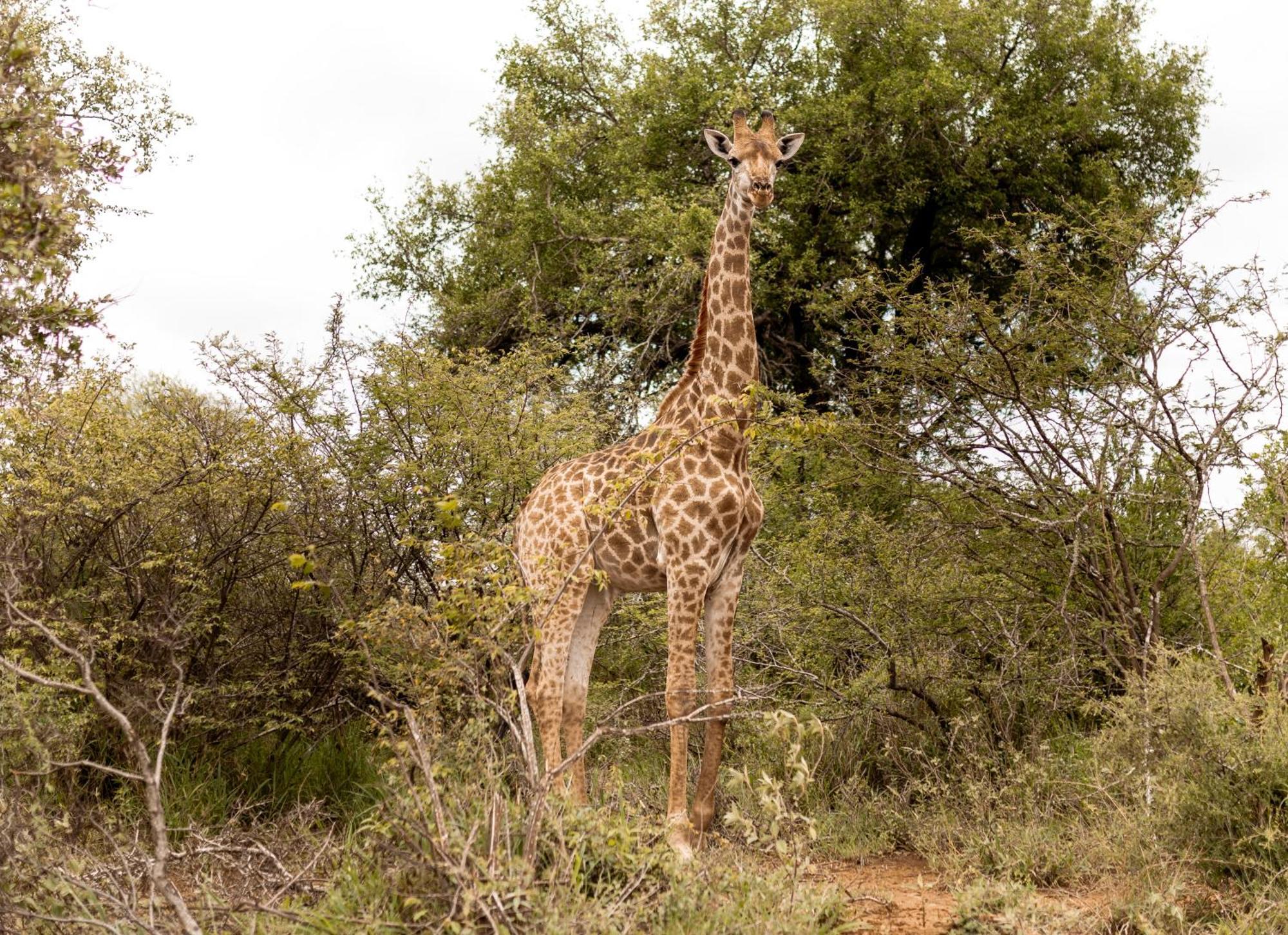 Little Kubu Lodge Hoedspruit Exterior foto